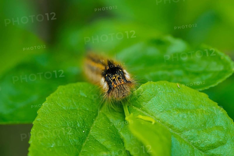 Drinker Moth