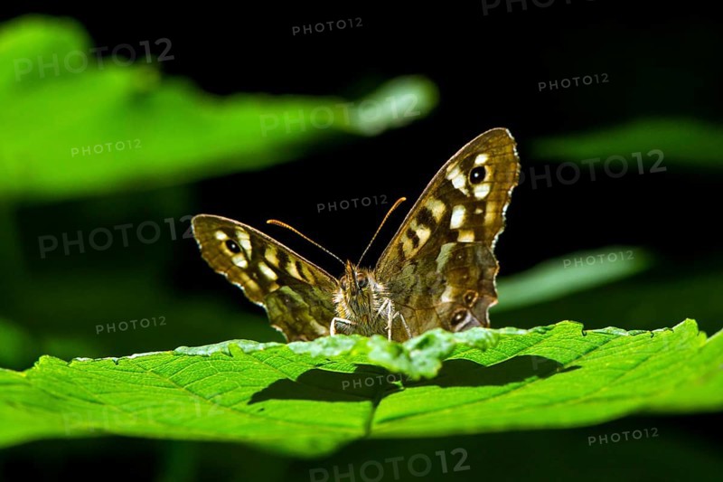 Speckled wood
