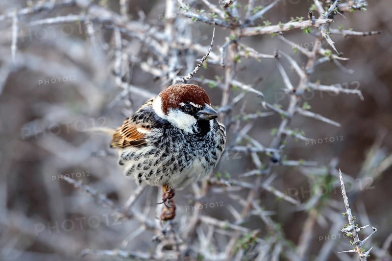 Spanish Sparrow