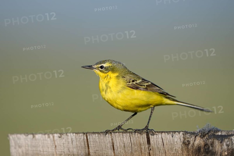 Meadow Wagtail