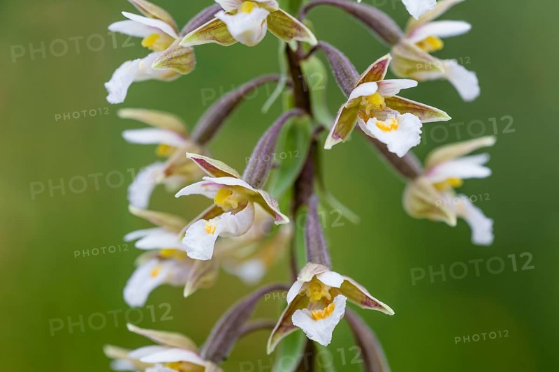 Marsh Helleborine
