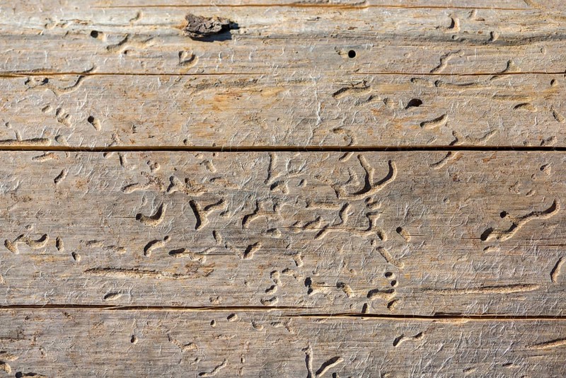Cracks of a bark beetle