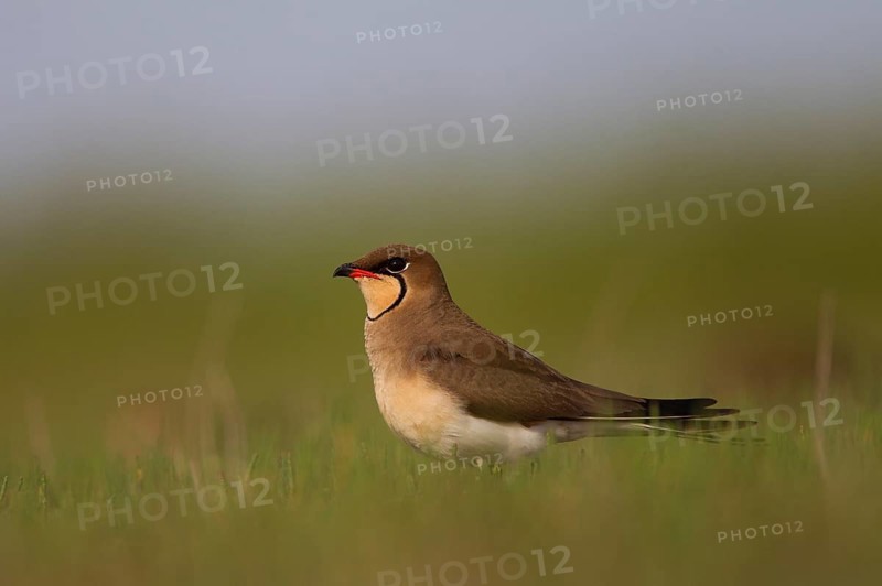 Collared pratincole