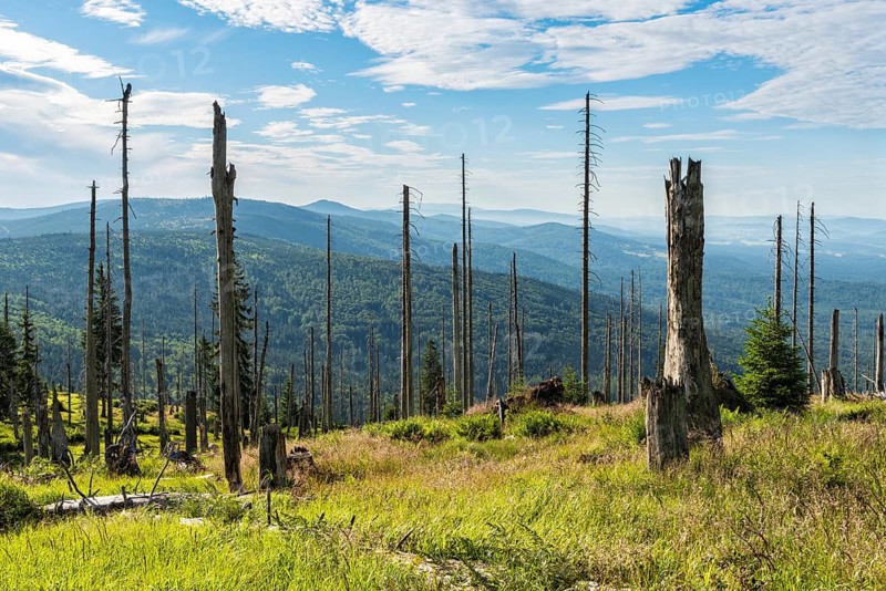 View over dead spruce forest at Grosser Rachel