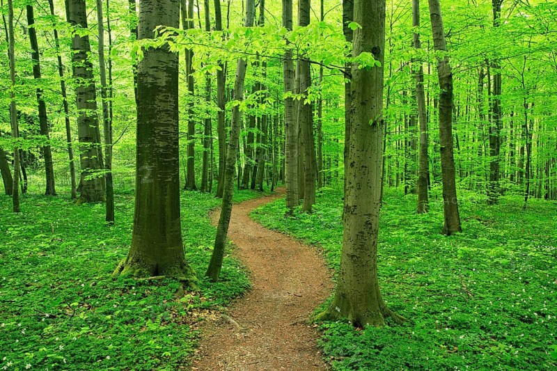 Hiking trail winds through natural beech forest in spring