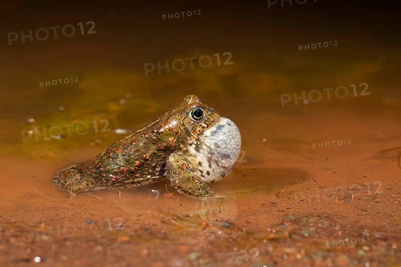 Natterjack toad