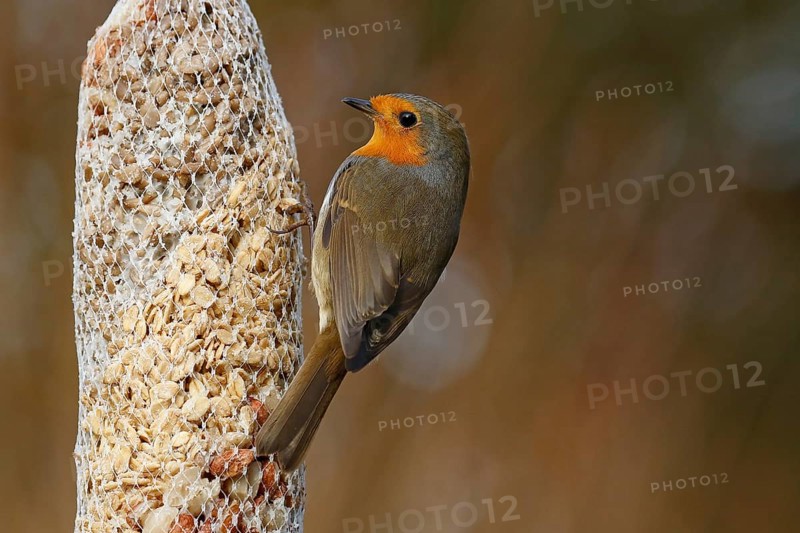 European robin