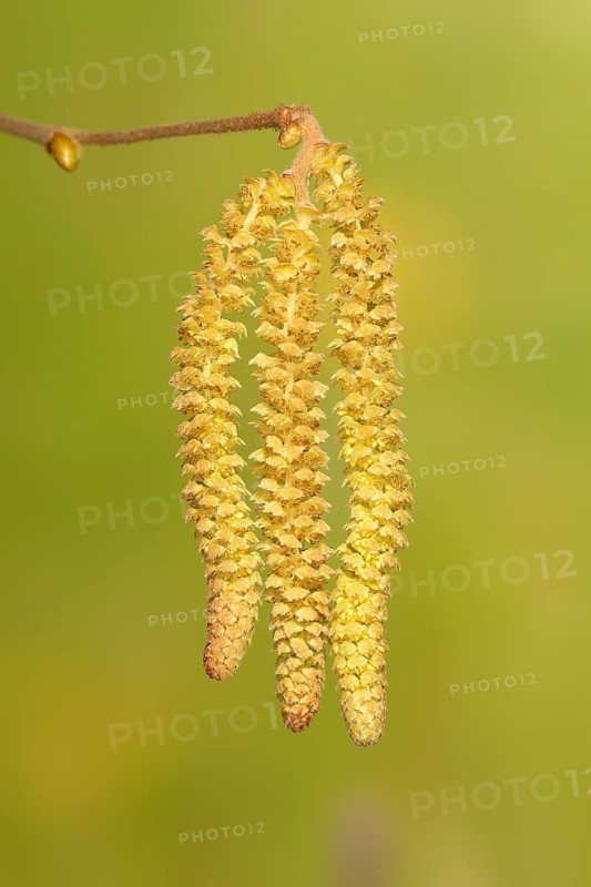 Common Common hazel