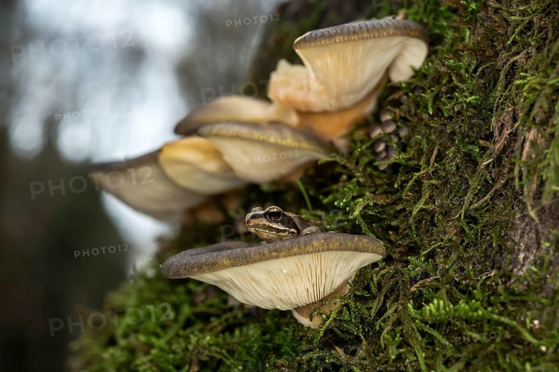 Late oyster