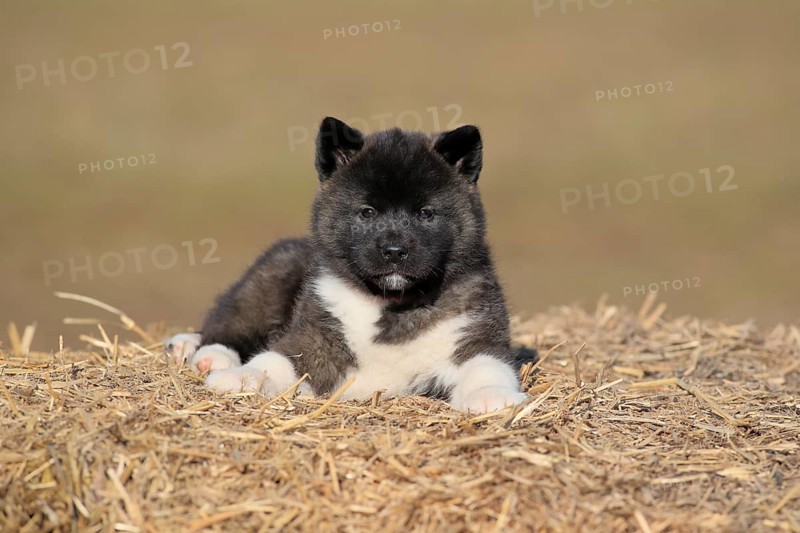 American Akita puppy