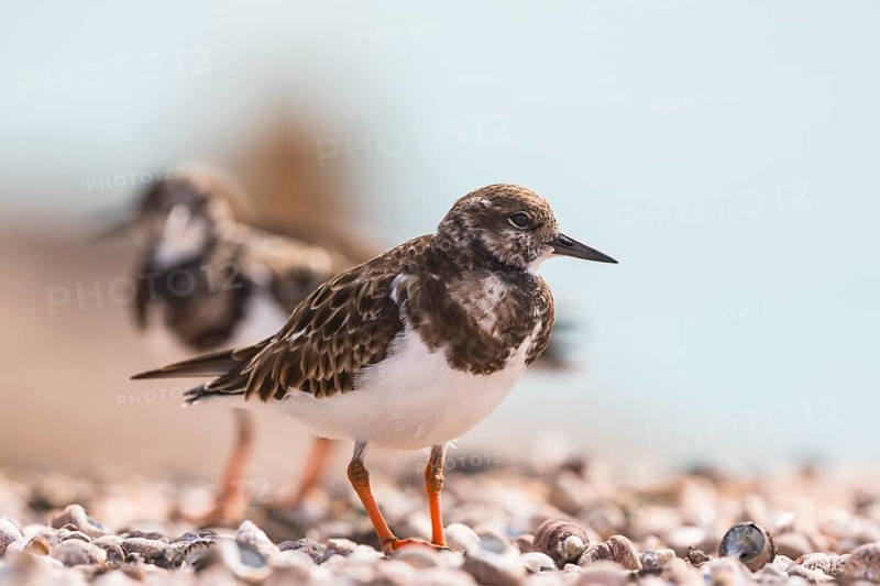 Ruddy turnstone
