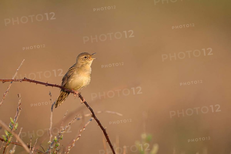 Common Grasshopper Warbler