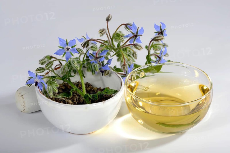 Borage