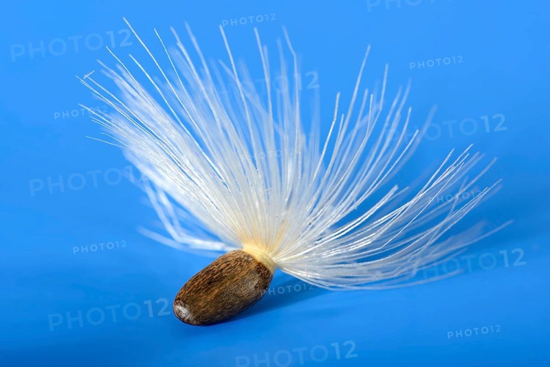 Carduus marianus