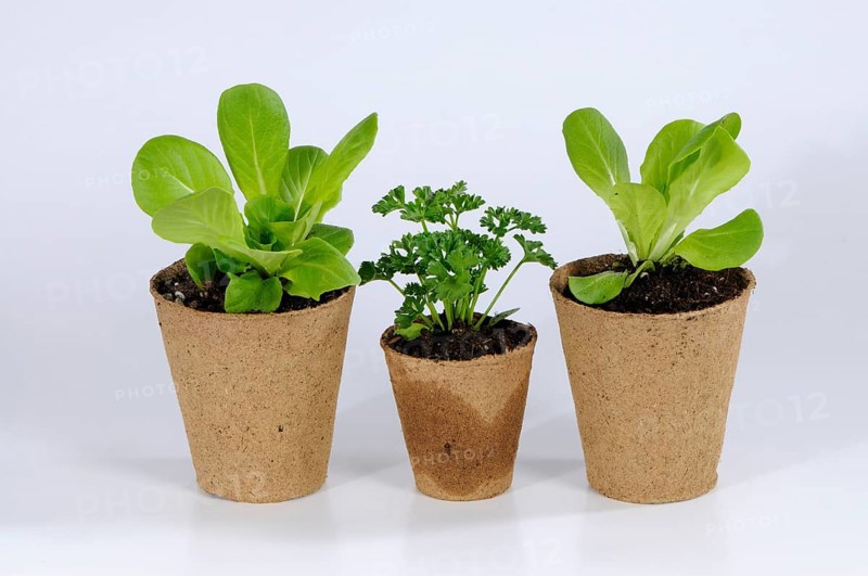 Peat pots