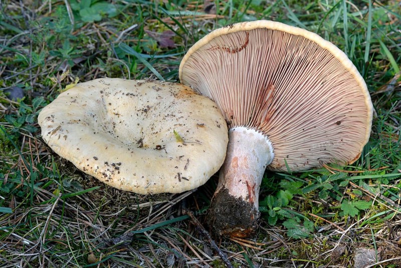 Lactarius sanguifluus