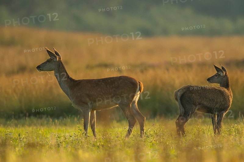 Red deer