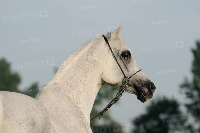 Arabian thoroughbred