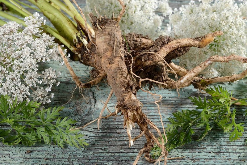 Wild carrot