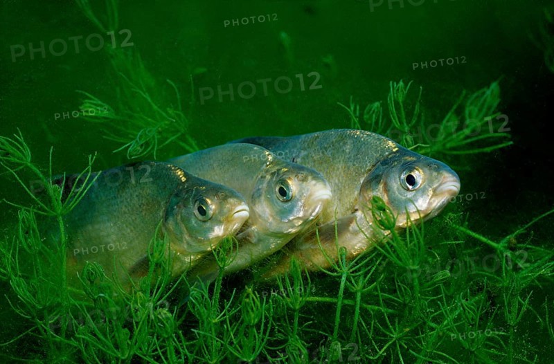 Common bream