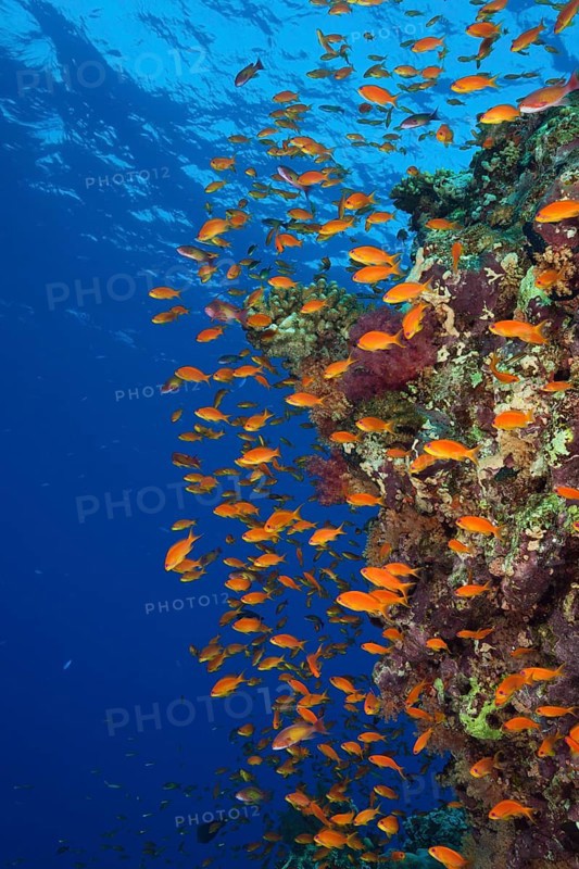 Harem flagfish on the reef