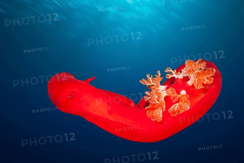 Spanish dancer