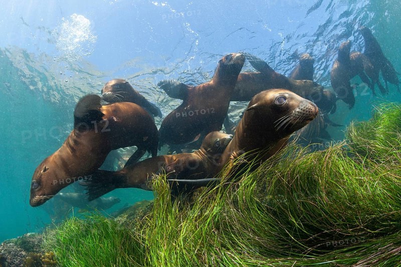 California sea lions