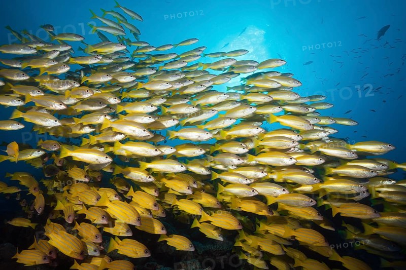 Shoal of bigeye snapper and five-striped snapper