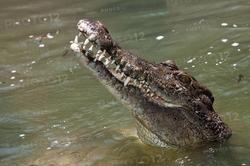 Saltwater crocodile