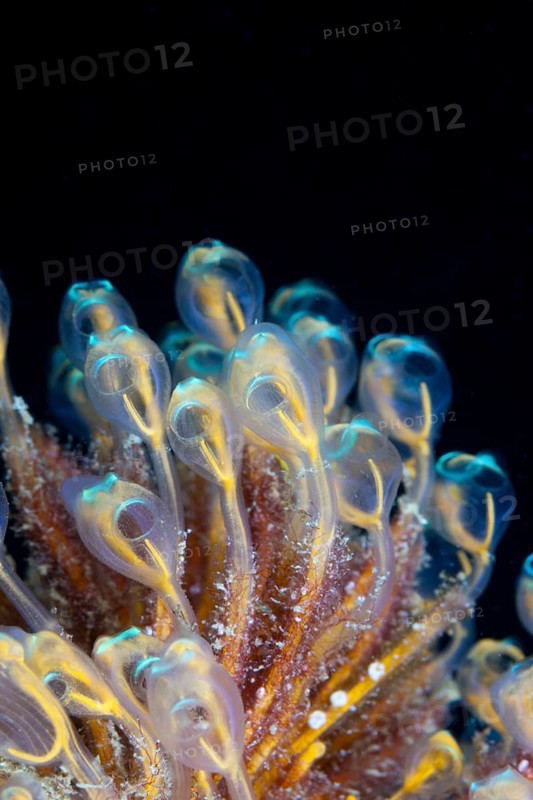 Colony of tunicates