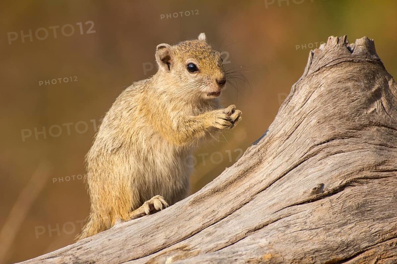 Ochre-footed bush squirrel