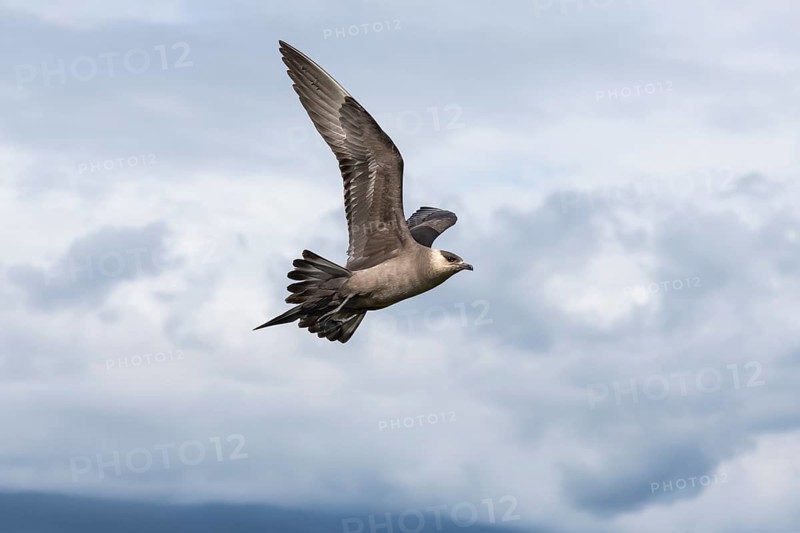 Arctic Skua