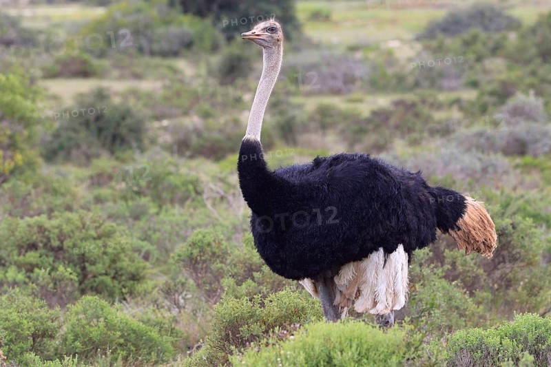 Ostrich