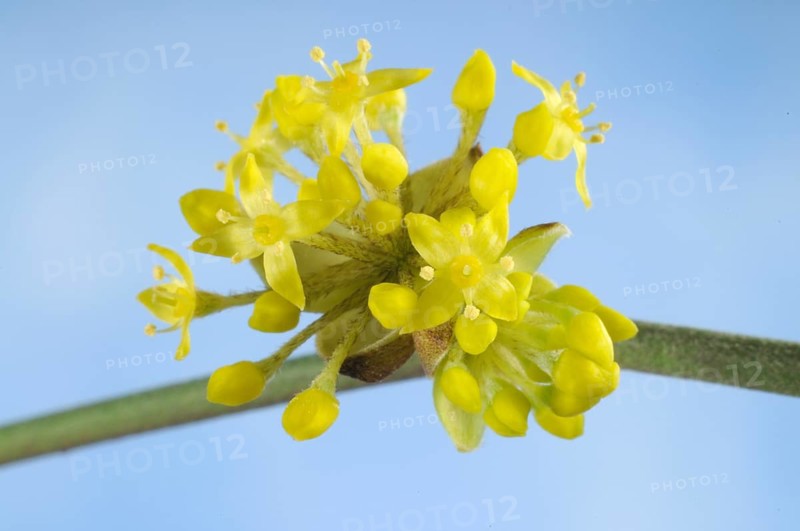 Cornelian cherry