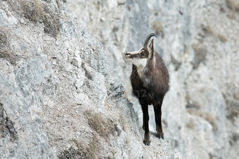 Chamois