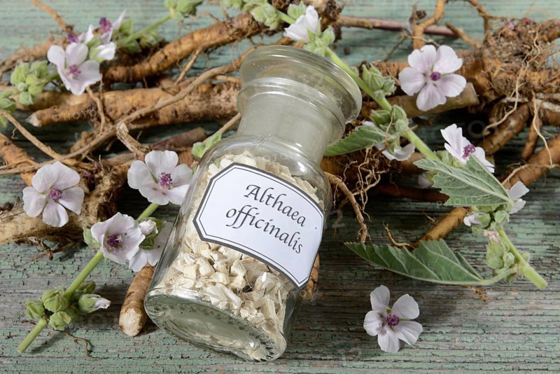 Althaea officinalis