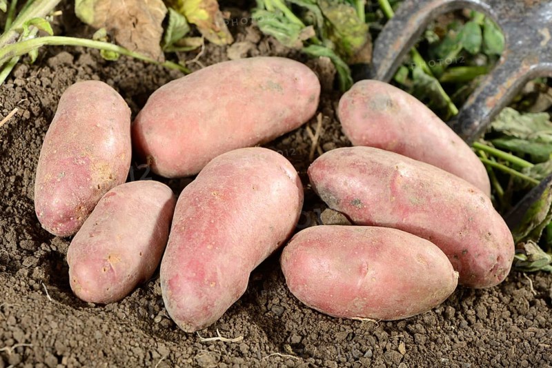 Potatoes