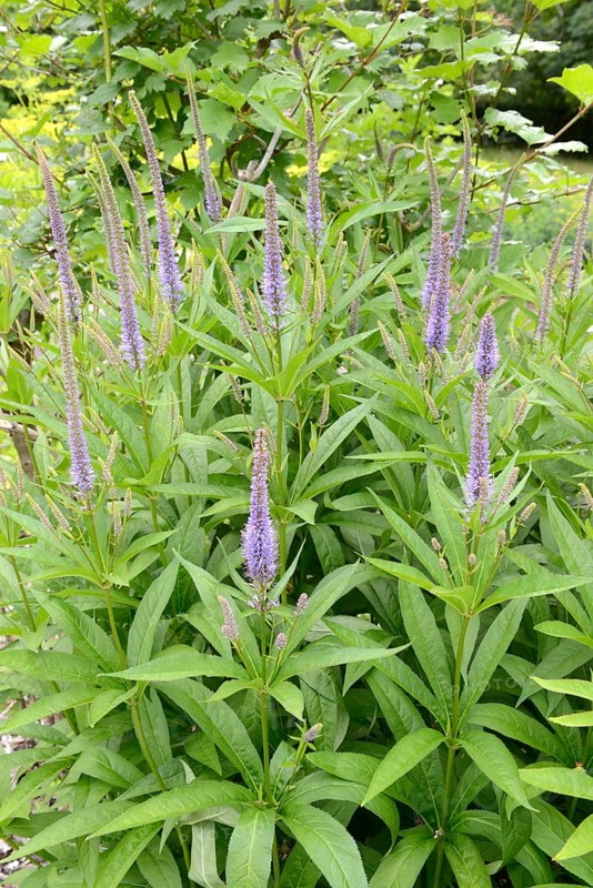 Virgin Speedwell