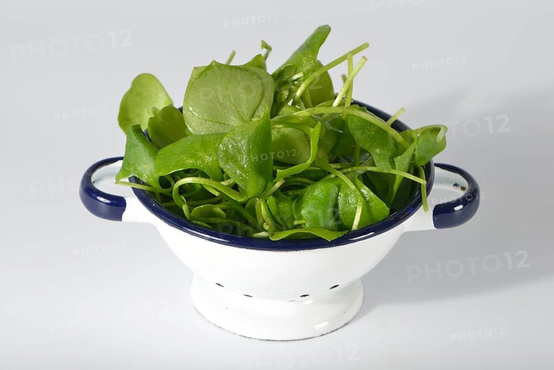 Winter purslane