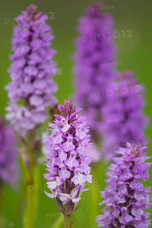 Southern marsh orchid