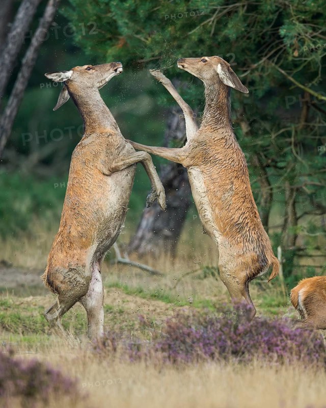 Red deer