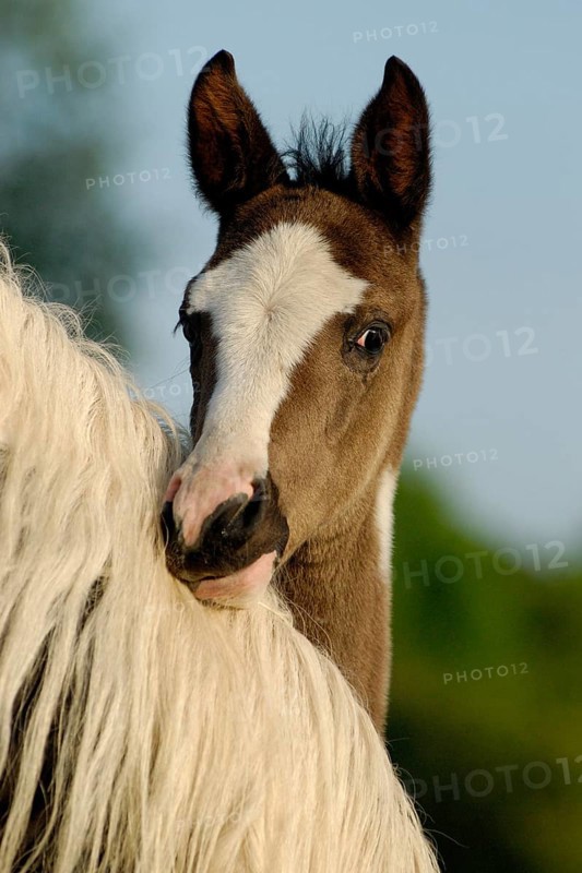 Arabian Pinto