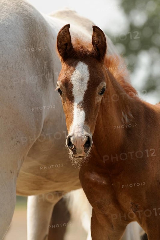 Arabian thoroughbred