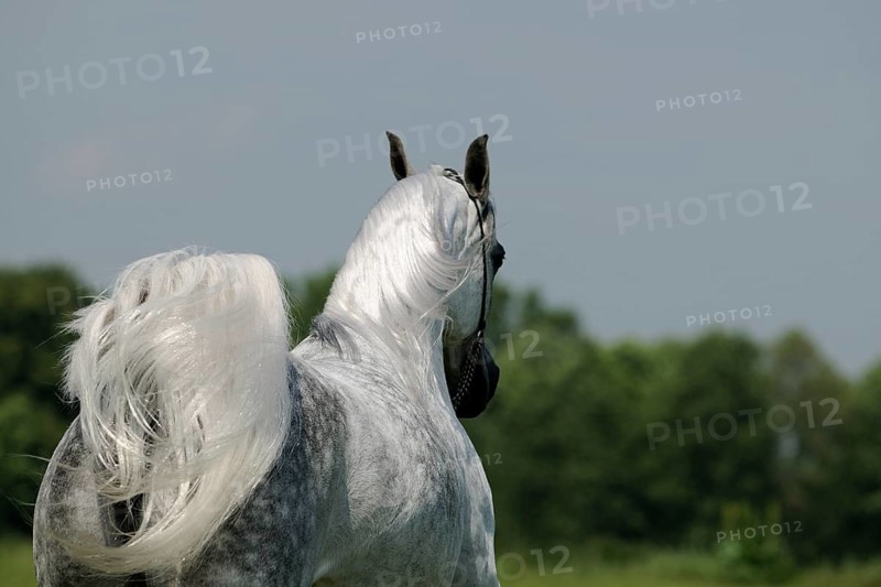 Arabian thoroughbred