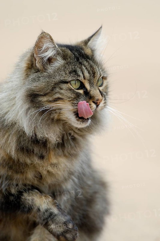Norwegian Forest Cat licking its mouth