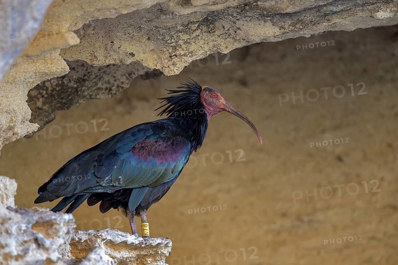 Northern bald ibis
