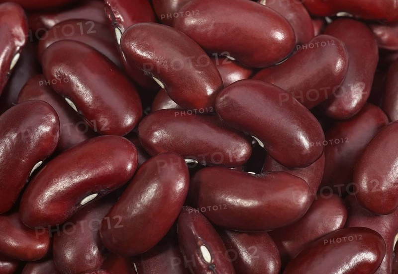 Garden Bean