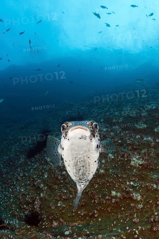 Common Porcupinefish