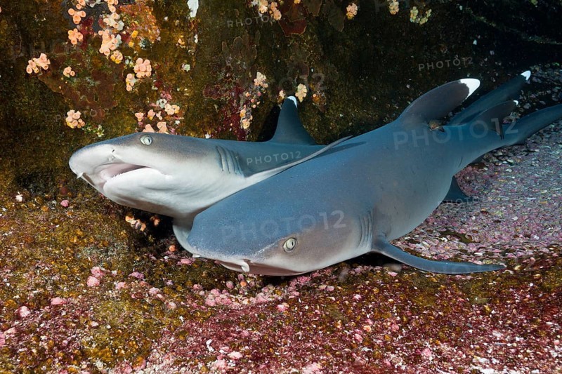 Whitetip Reef Shark