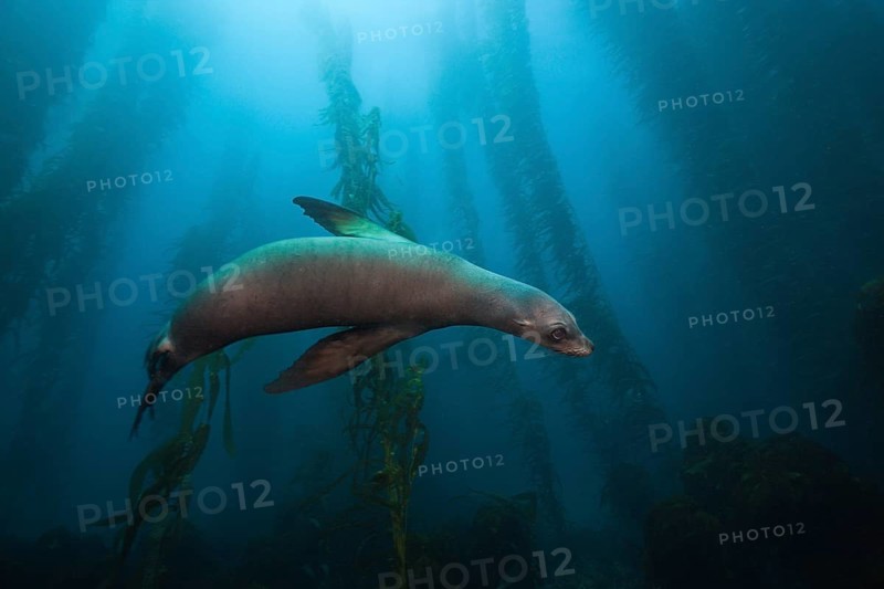 California sea lion